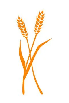 Orange ears of wheat. Vector illustration on white isolated background Stock Illustration