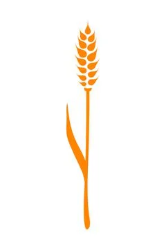 Orange ears of wheat. Vector illustration on white isolated background イラスト素材