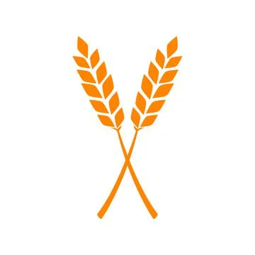 Orange ears of wheat. Vector illustration on white isolated background 스톡 일러스트