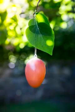 Orange easter egg hanging in a tree Foto stock