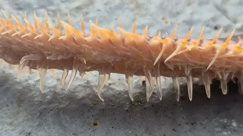 Orange echinoderm limb with a spiky texture Vídeos de archivo 335039771