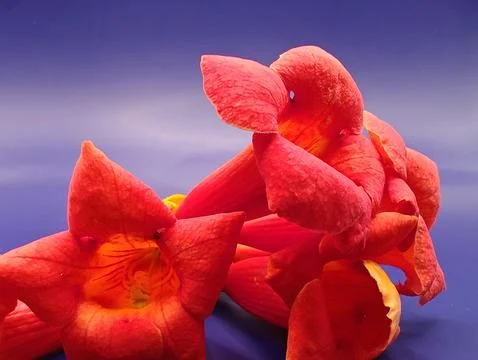 Orange exotic flowers macro Foto stock