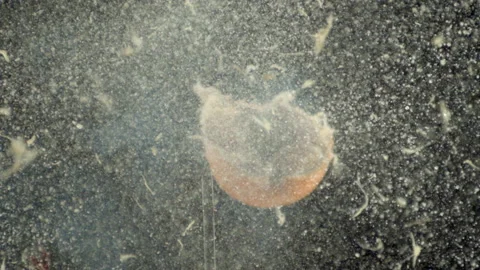 Orange Exploding 動画素材 249449865