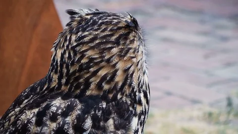 Orange eyes Eurasian eagle-owl - outdoor Stock Footage 80174430