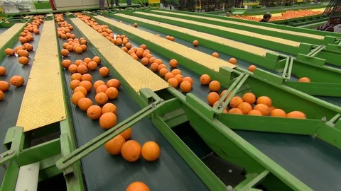 Orange factory, oranges are sliding on the band Stock Footage