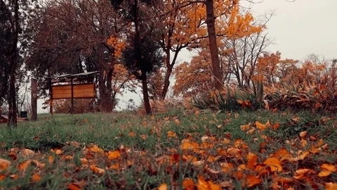 Orange fall foliage covering the ground and trees. Stock Footage 302340536