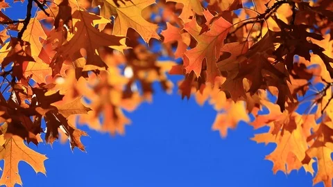 ORANGE FALL LEAVES AND BLUE SKY BORDER TOP Stock Footage 96561837