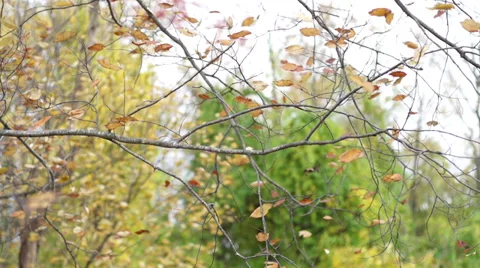 Orange fall leaves blowing blowing in wind 120fps slow motion Vídeos de archivo 32219576