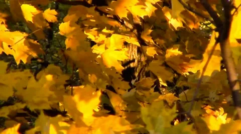 Orange Fall Leaves Blowing in the Wind Stock Footage 42716793