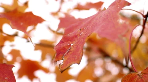 Orange Fall Leaves Close Up Stock Footage 47645747