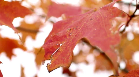 Orange Fall Leaves Close Up Stock Footage 47646096