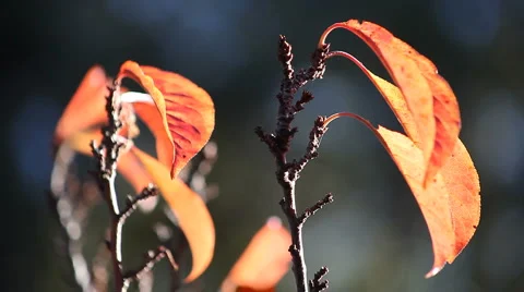 Orange fall leaves Stock Footage 1002990
