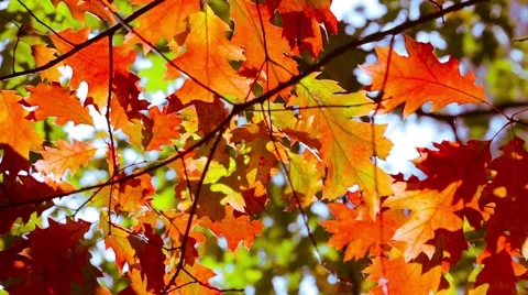Orange fall leaves Stock Footage 42683994