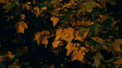 Orange Fall Leaves at Night Video stock 22407971