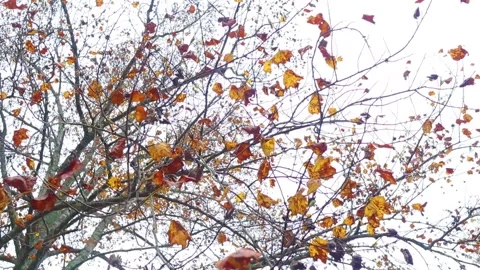 Orange fall leaves on a tree blowing in the wind Stock Footage 142901273