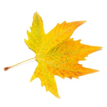 Orange fall maple leaf isolated on white. Foto stock