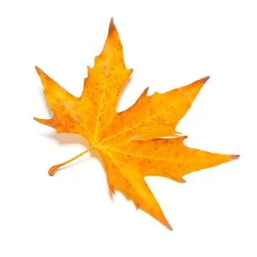 Orange fall maple leaf isolated on white. Orange fall maple leaf isolated ... Stock Photos