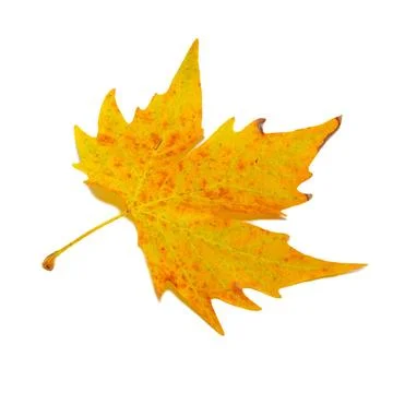 Orange fall maple leaf isolated on white. Orange fall maple leaf isolated ... Stock Photos