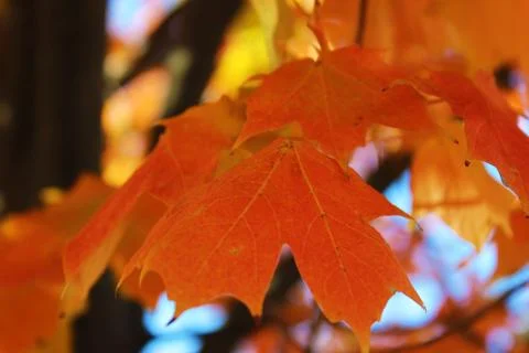 Orange Fall Tree (close up) Stock Photos