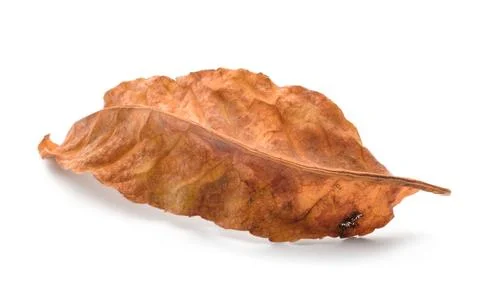 Orange fallen autumn leaf isolated on white background as autumn banner templ Stock Photos