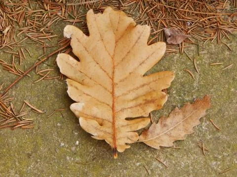 Orange fallen oak leaf and pine needles around him Stock Photos
