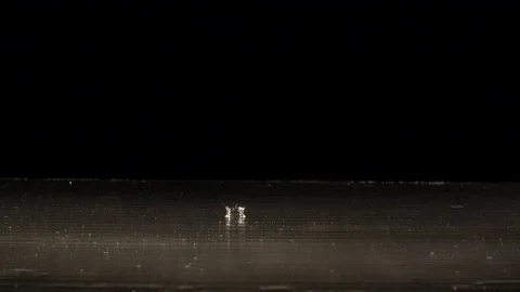 Orange falling on wet surface in slow motion Stock Footage 88801455