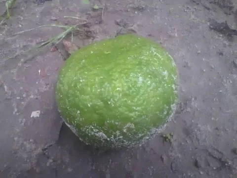 Orange falls off from the tree in the sand after a rainy night Stock Footage 159434811