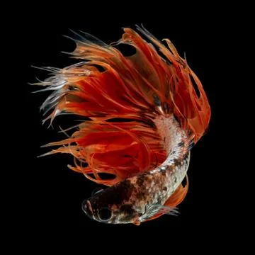 Orange Fancy Crowntails Stock Photos