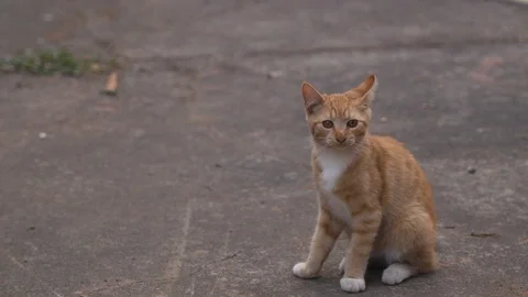 Orange Farm Kitten Stock Footage 88408659