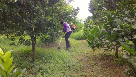Orange Farmer Is Mowing The Grass Stock Footage 223079459