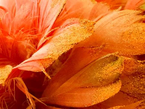 Orange Feather Plum Stock Photos