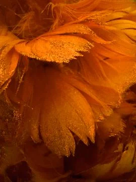 Orange Feather Plume Stock Photos