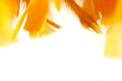 Orange feathers. easter Stock Photos