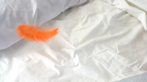 Orange feathers flying on the bed white background Stock Footage 168742738