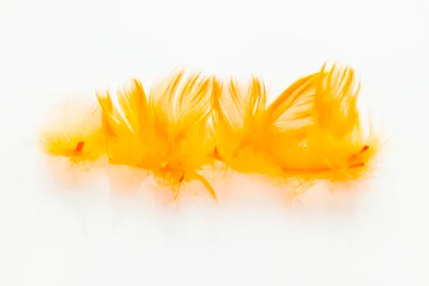 Orange feathers Stock Photos