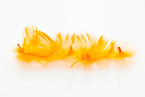 Orange feathers Stock Photos