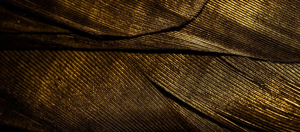 Orange feathers with visible texture Stock Photos