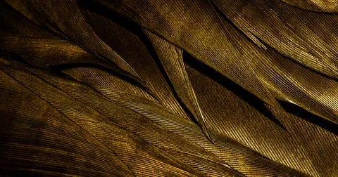Orange feathers with visible texture Stock Photos