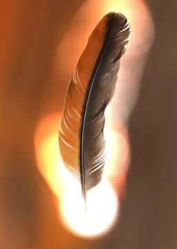 Orange feathers on a white background Stock Photos