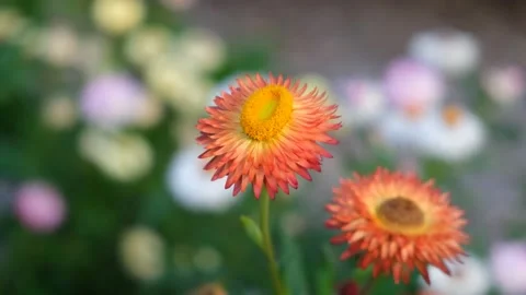 Orange Federation Daisy Blurred Background Stock Footage 155534231