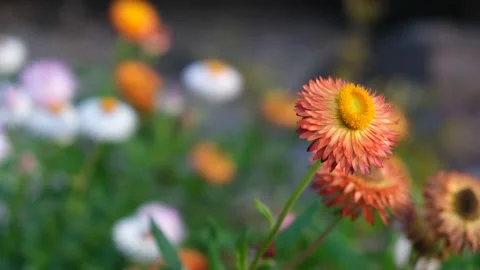 Orange Federation Daisy Focus Pull and Pan Stock Footage 155534653