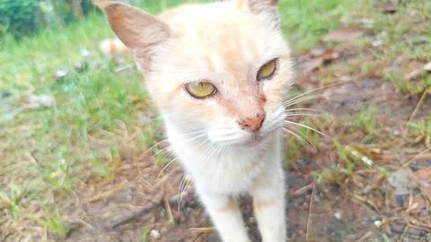 Orange female cat has sharp and cute eyes. Stock Photos