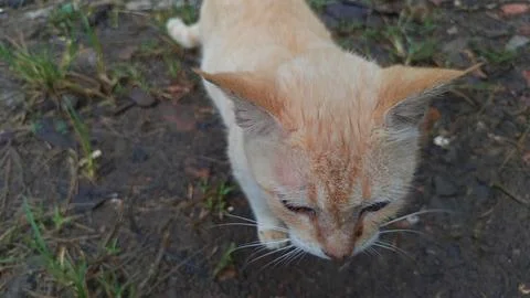 Orange female cat has sharp and cute eyes. Stock Photos