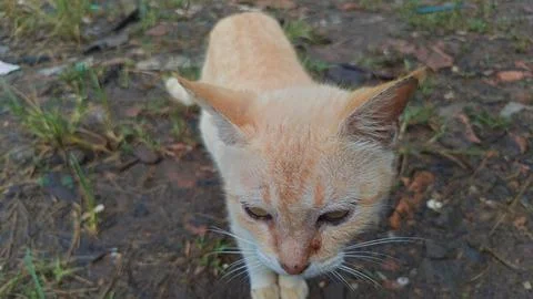 Orange female cat has sharp and cute eyes. Foto stock