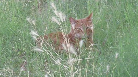 Orange Feral Cat Stock Footage 334162979
