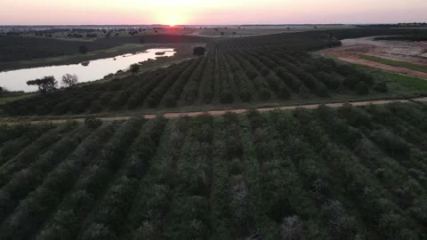 Orange field in Clermont, Florida Stock Footage 162235266