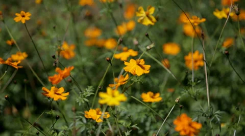 Orange Field Flowers Stock Footage 35560979