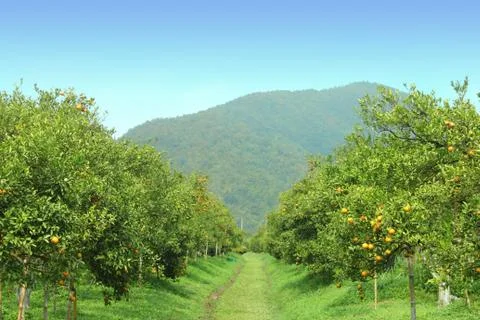 Orange field Stock Photos