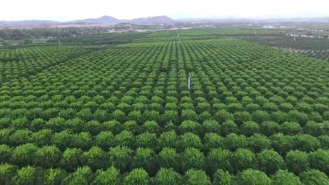 Orange Fields Stock Footage 138179878