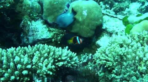 Orange fin anemone fish Stock Footage 22958326